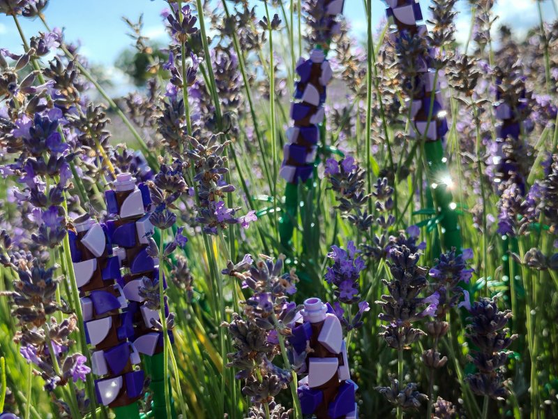 foto LEVANDULE NA LEVANDULOVÉ FARMĚ 13885