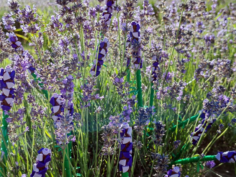 foto LEVANDULE NA LEVANDULOVÉ FARMĚ 13886