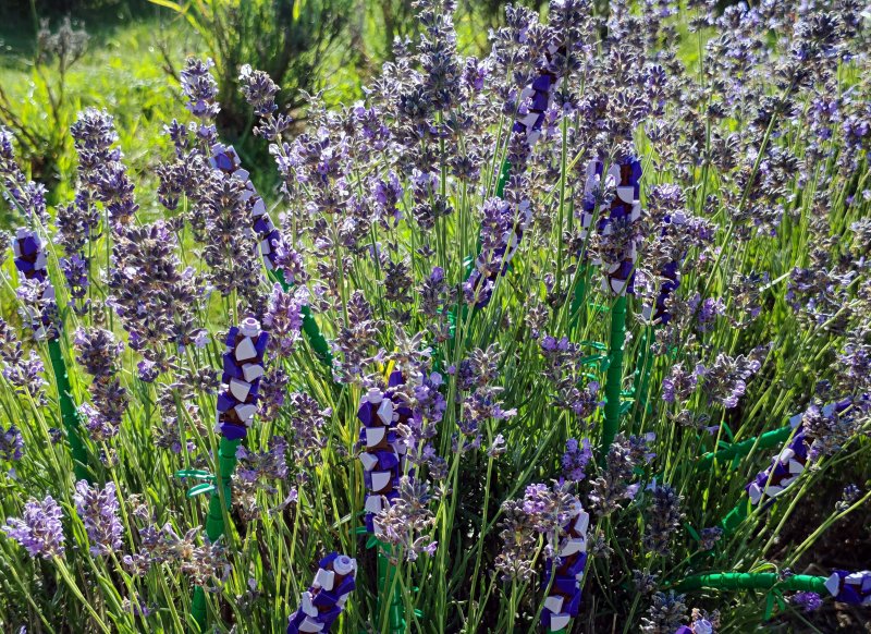 foto LEVANDULE NA LEVANDULOVÉ FARMĚ 13887