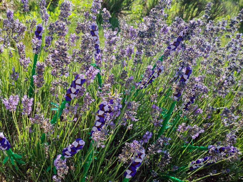 foto LEVANDULE NA LEVANDULOVÉ FARMĚ 13888