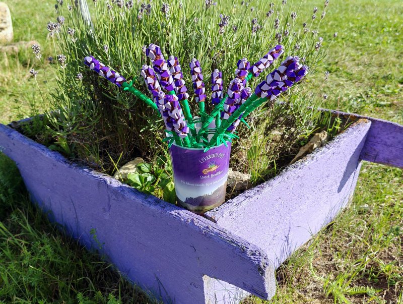 foto LEVANDULE NA LEVANDULOVÉ FARMĚ 13890