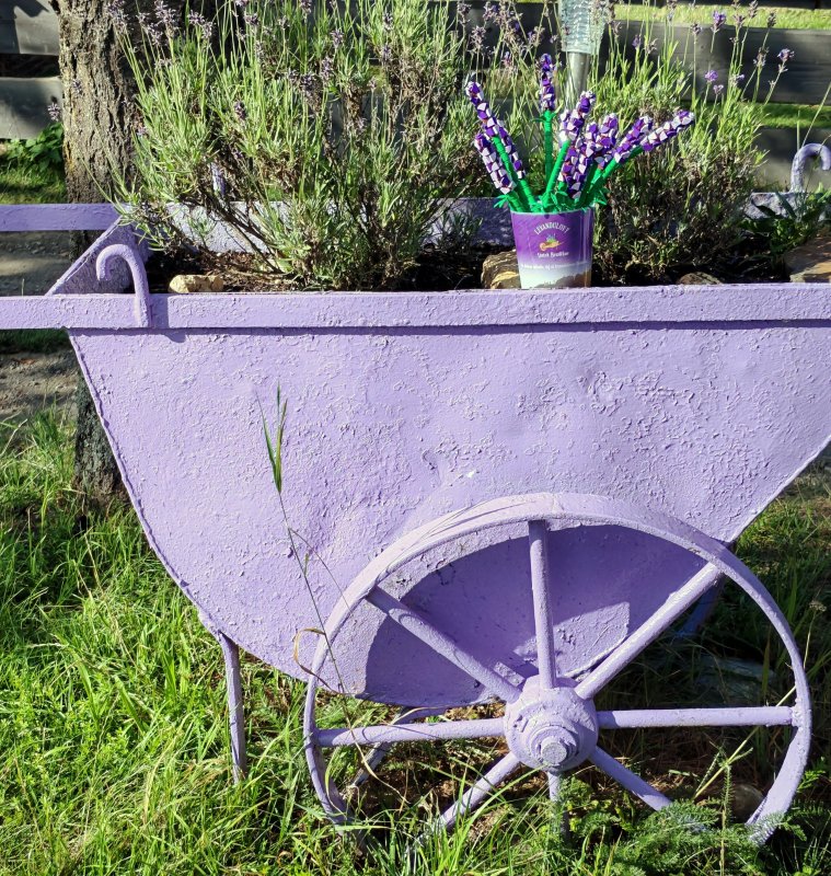 foto LEVANDULE NA LEVANDULOVÉ FARMĚ 13891