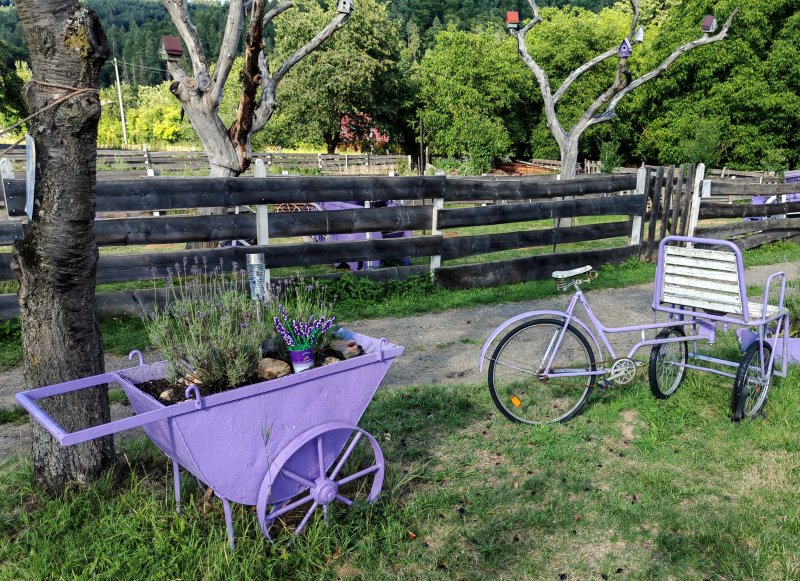 foto LEVANDULE NA LEVANDULOVÉ FARMĚ 13894