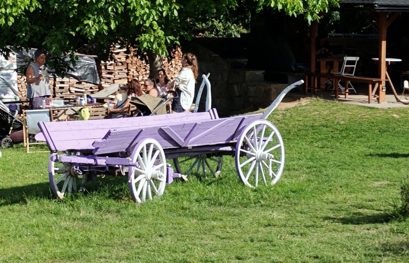 foto LEVANDULE NA LEVANDULOVÉ FARMĚ 13895