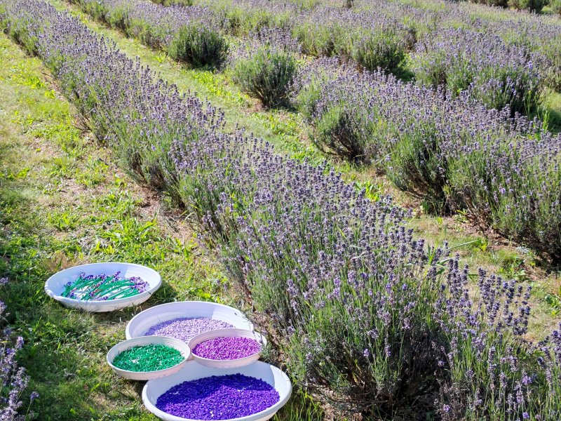 foto LEVANDULE NA LEVANDULOVÉ FARMĚ 13897