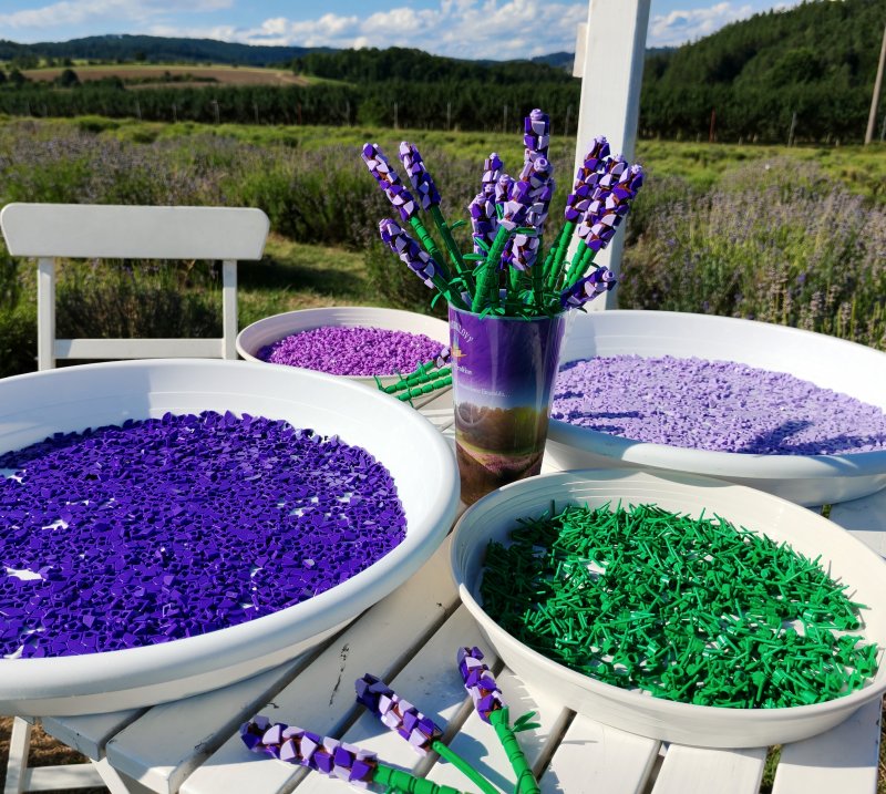 foto LEVANDULE NA LEVANDULOVÉ FARMĚ 13898