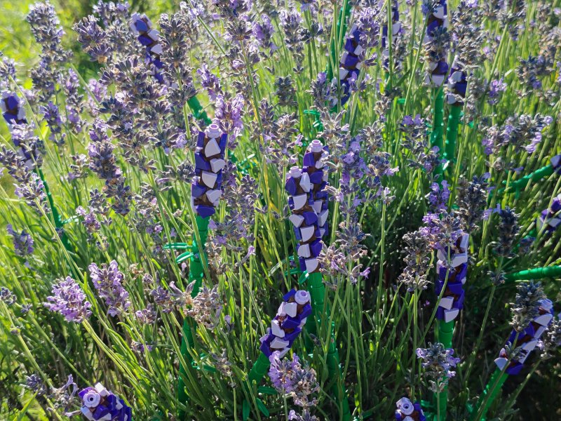 foto LEVANDULE NA LEVANDULOVÉ FARMĚ 13899