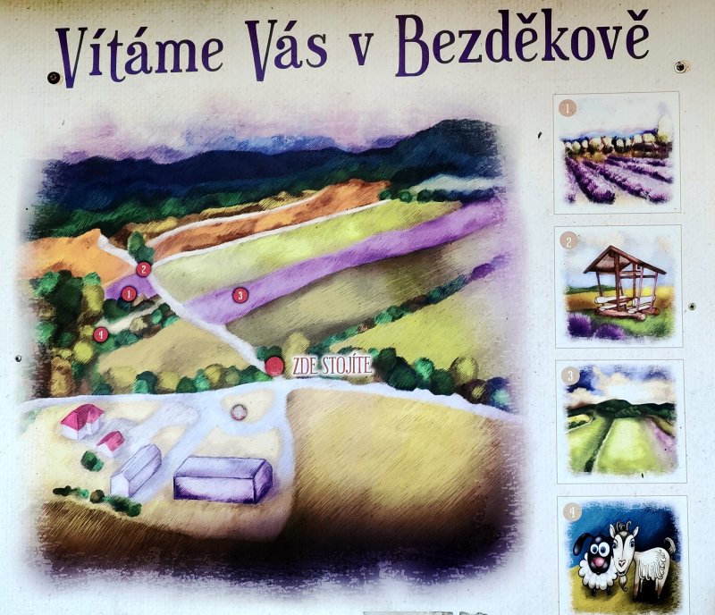 foto LEVANDULE NA LEVANDULOVÉ FARMĚ 13900