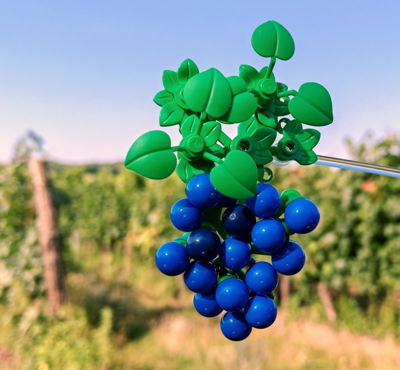 foto HROZNY NA VINICÍCH