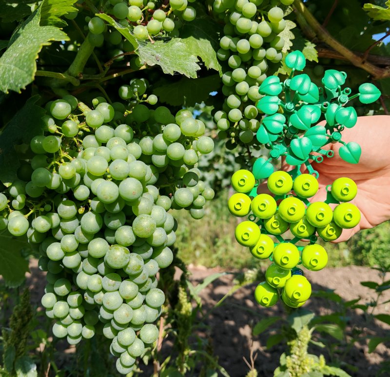 foto HROZNY NA VINICÍCH 13993