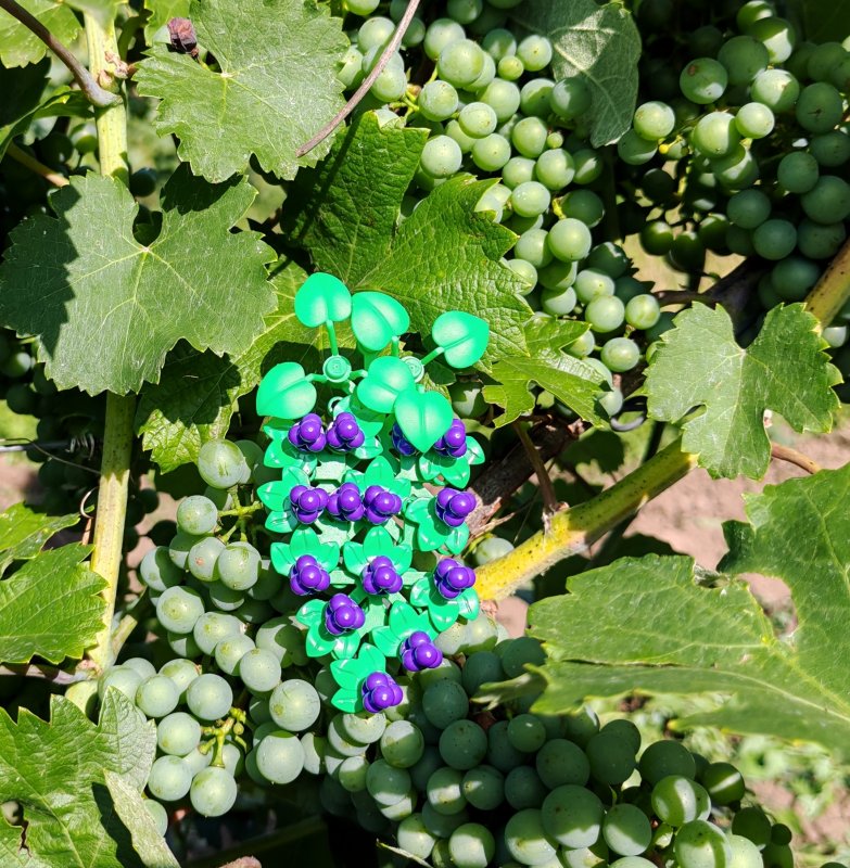 foto HROZNY NA VINICÍCH 13995