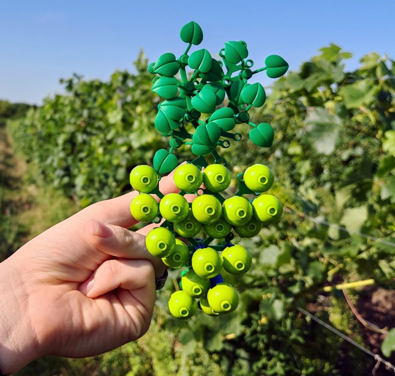 foto HROZNY NA VINICÍCH 13996