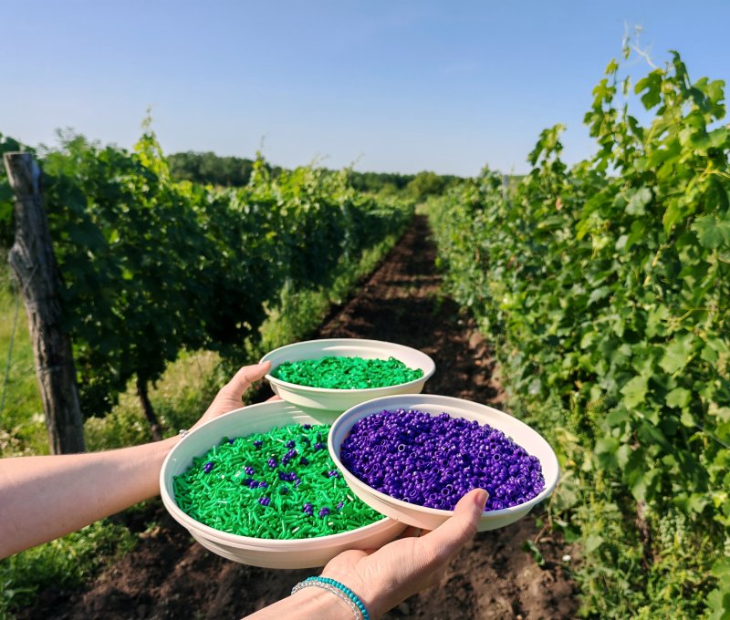 foto HROZNY NA VINICÍCH 13997