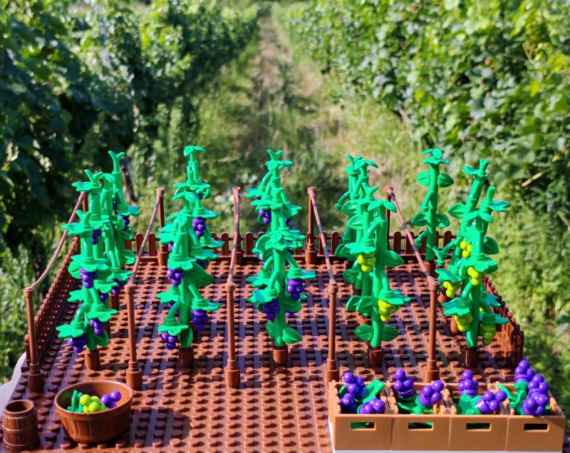 foto HROZNY NA VINICÍCH 13998