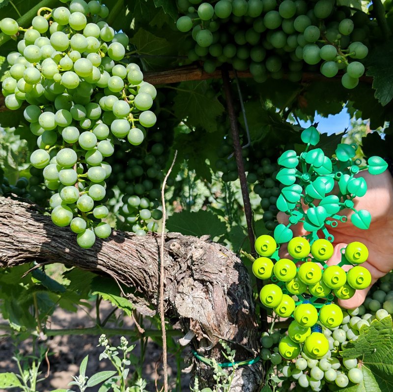 foto HROZNY NA VINICÍCH 13999