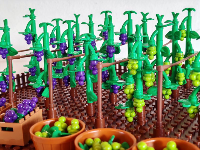 foto HROZNY NA VINICÍCH 14001