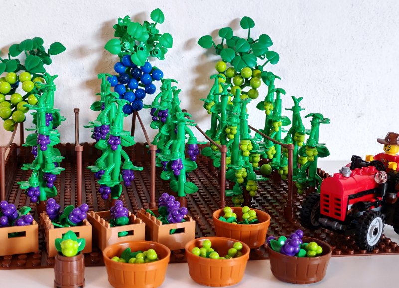 foto HROZNY NA VINICÍCH 14002