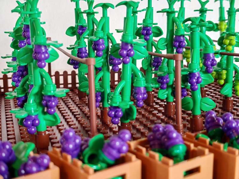 foto HROZNY NA VINICÍCH 14004