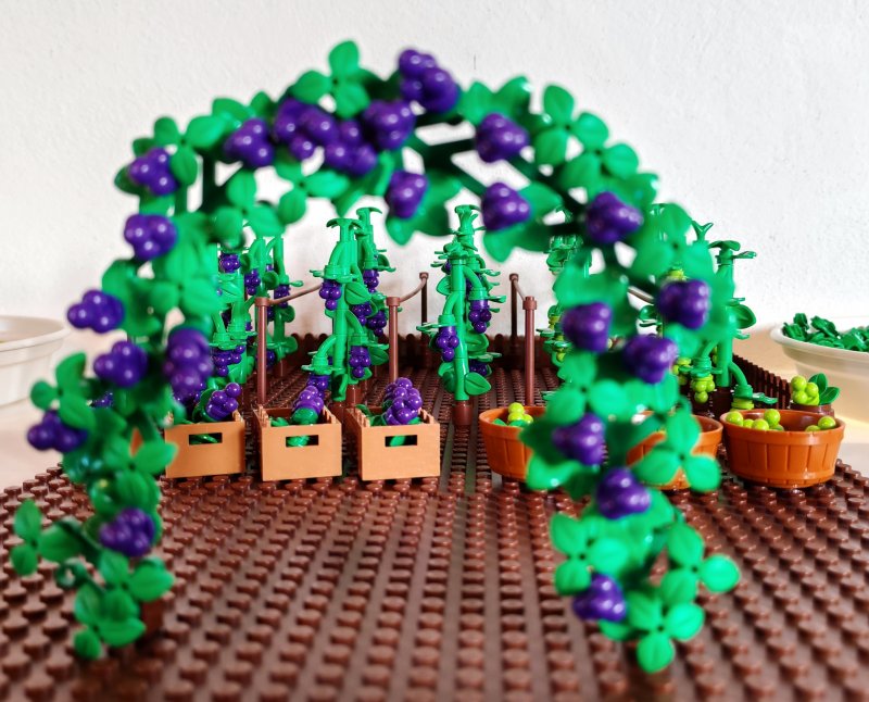 foto HROZNY NA VINICÍCH 14007