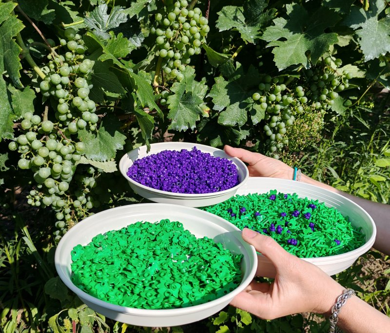 foto HROZNY NA VINICÍCH 14009