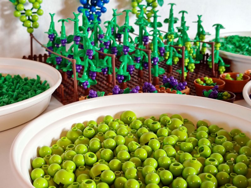 foto HROZNY NA VINICÍCH 14012