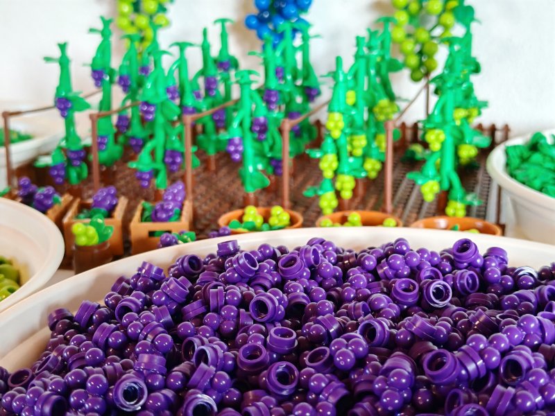 foto HROZNY NA VINICÍCH 14013