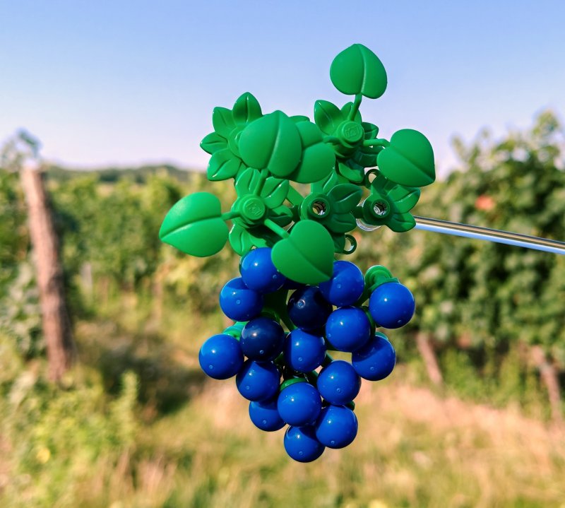 foto HROZNY NA VINICÍCH 14016