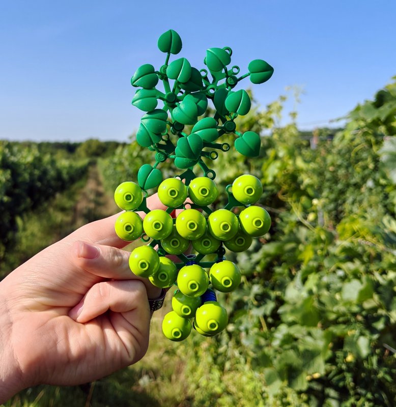 foto HROZNY NA VINICÍCH 14017
