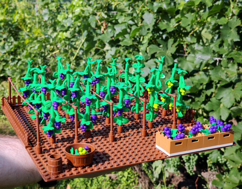 foto HROZNY NA VINICÍCH 14018