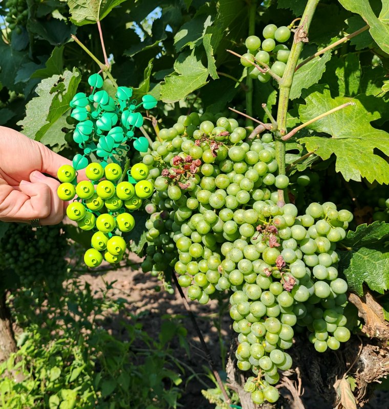 foto HROZNY NA VINICÍCH 14019