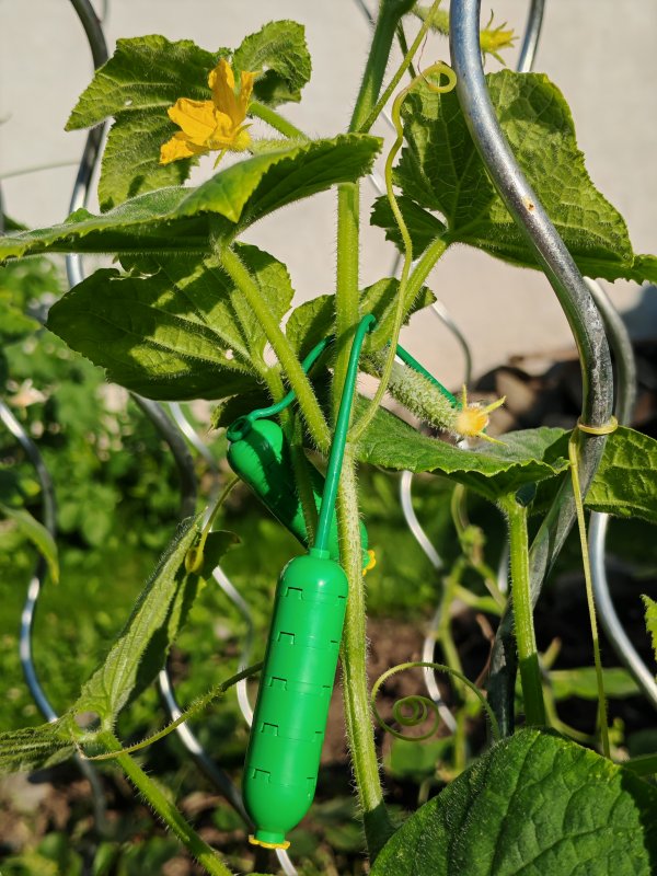 foto ZNOJMO: okurková sezóna 14025