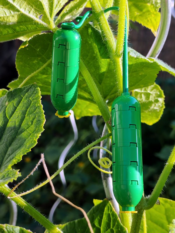 foto ZNOJMO: okurková sezóna 14026