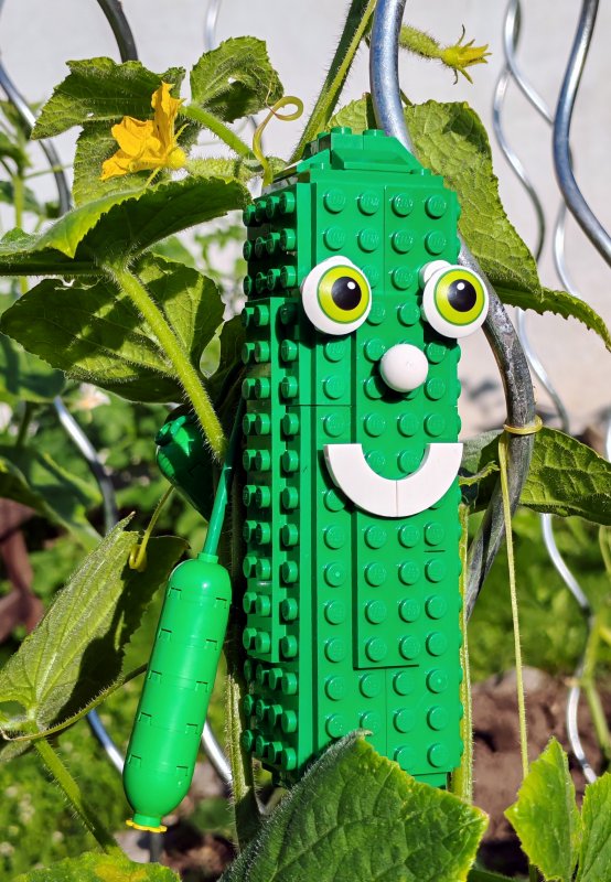 foto ZNOJMO: okurková sezóna 14027