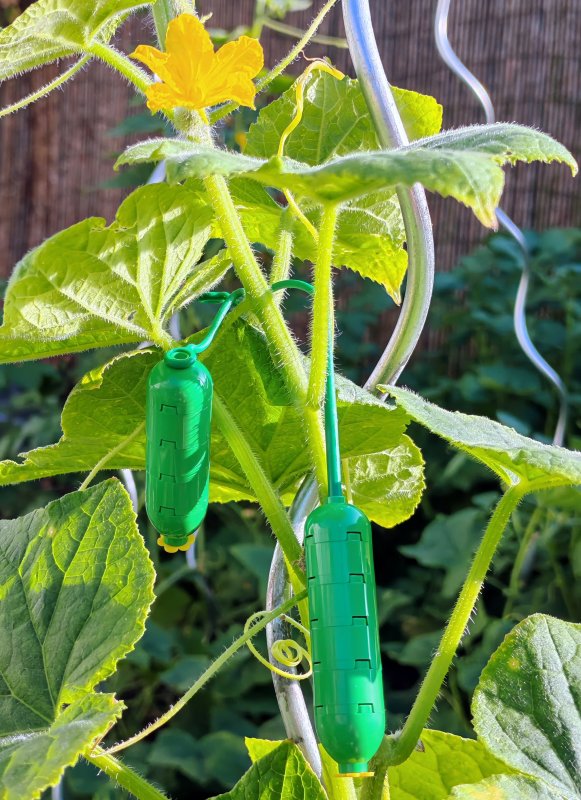 foto ZNOJMO: okurková sezóna 14030