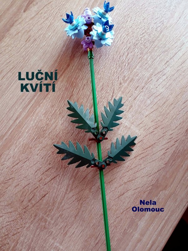 foto SOUTĚŽ Květina 15144