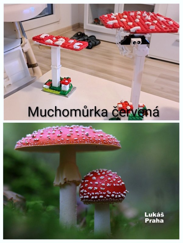 foto SOUTĚŽ Stav podle předlohy 17237