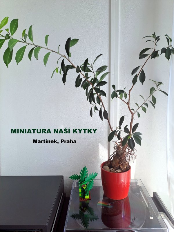 foto SOUTĚŽ Stav podle předlohy 17291