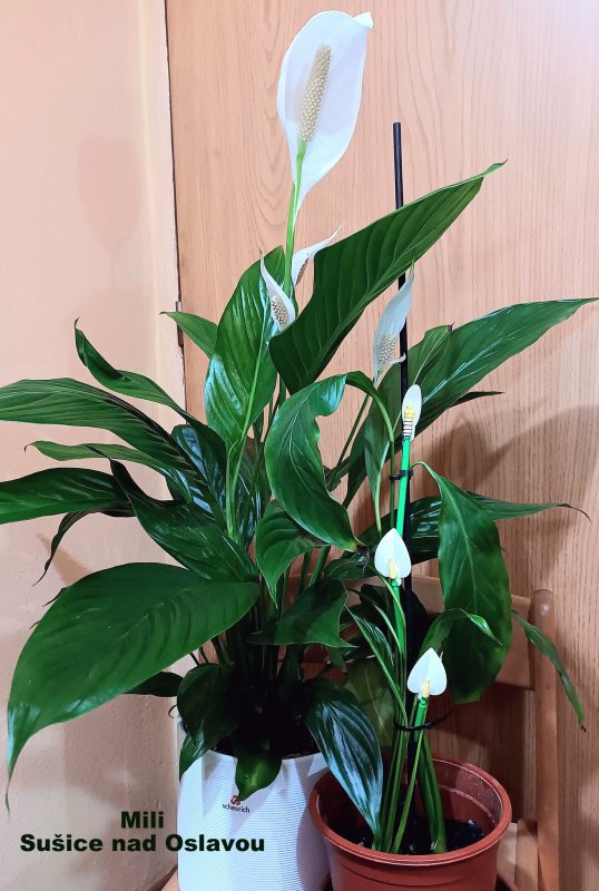 foto SOUTĚŽ Dostav to 17644