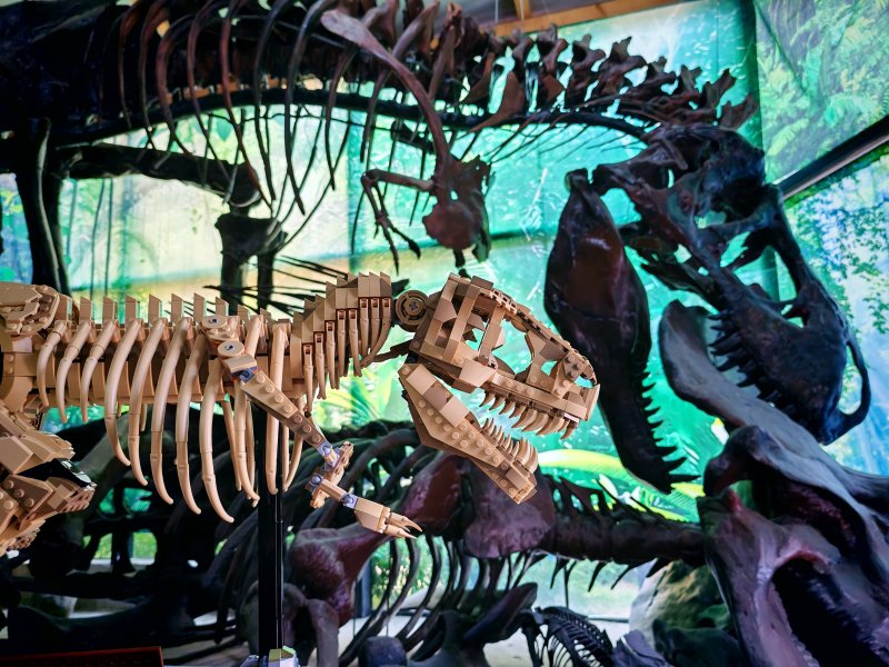 foto Kostkování mezi DINOSAURY