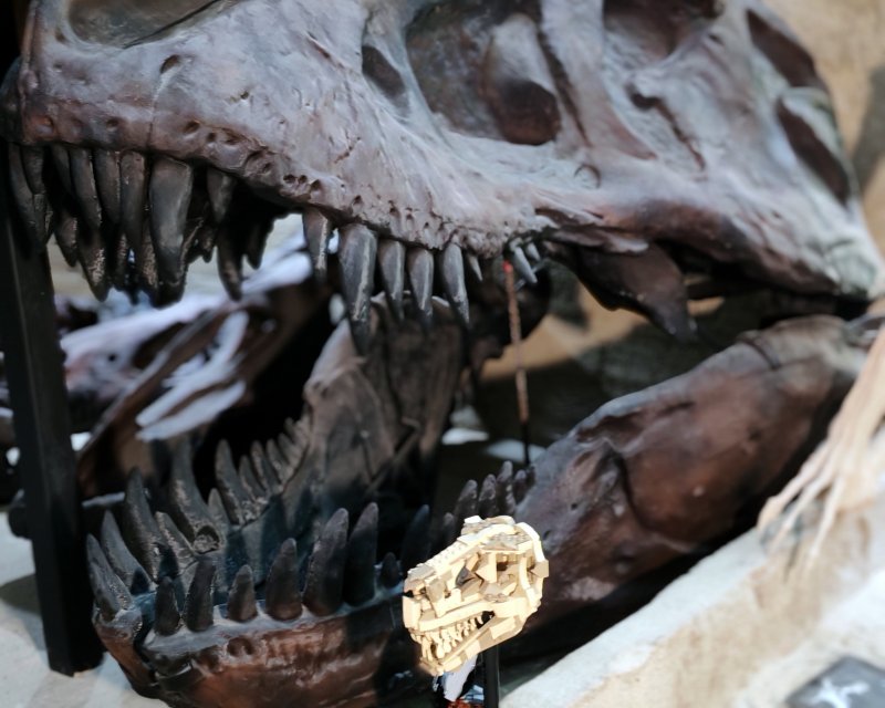 foto Kostkování mezi DINOSAURY 19273